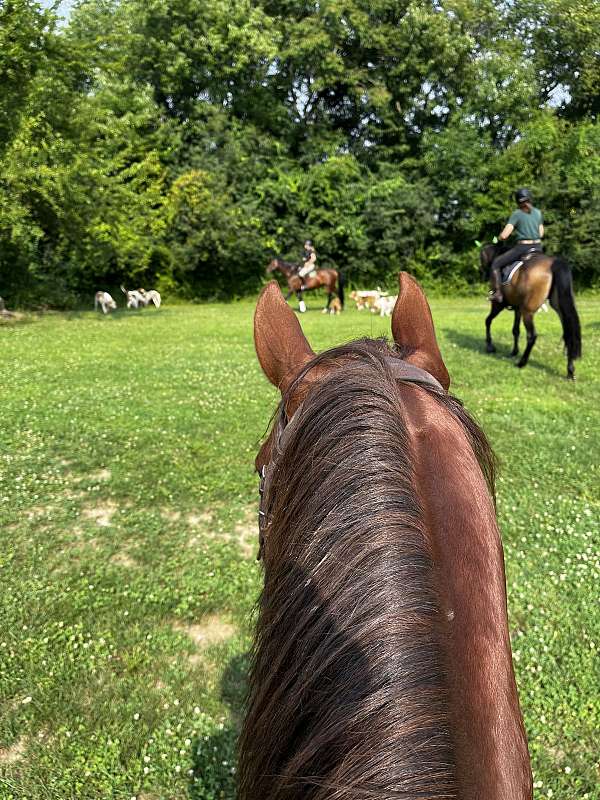 trail-quarter-horse