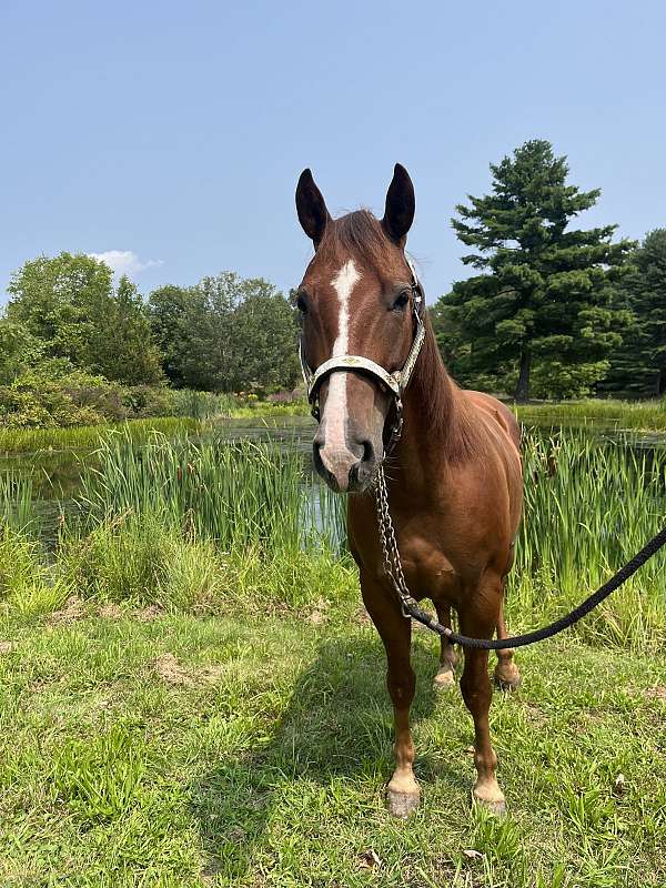 husband-safe-quarter-horse