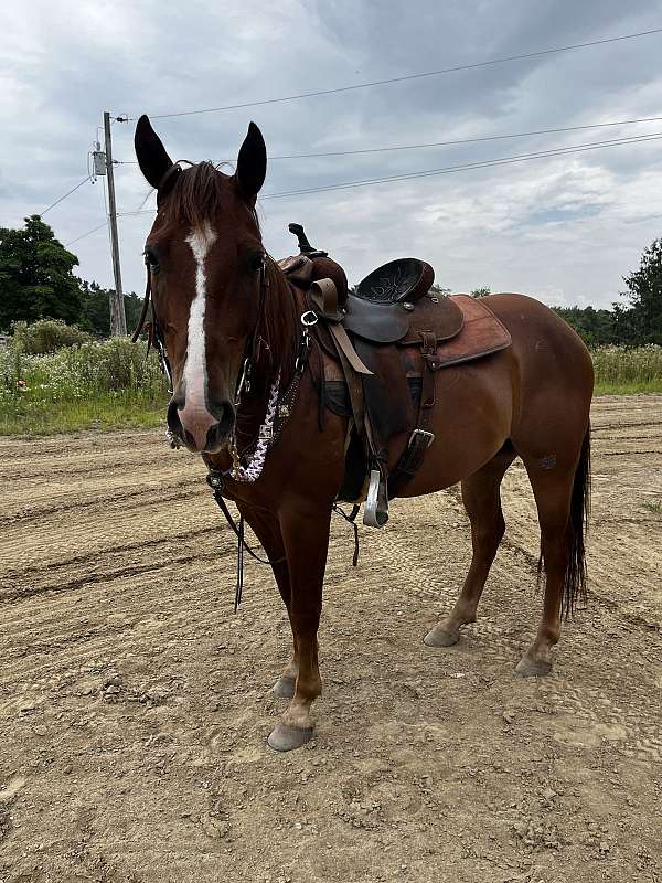 all-around-quarter-horse