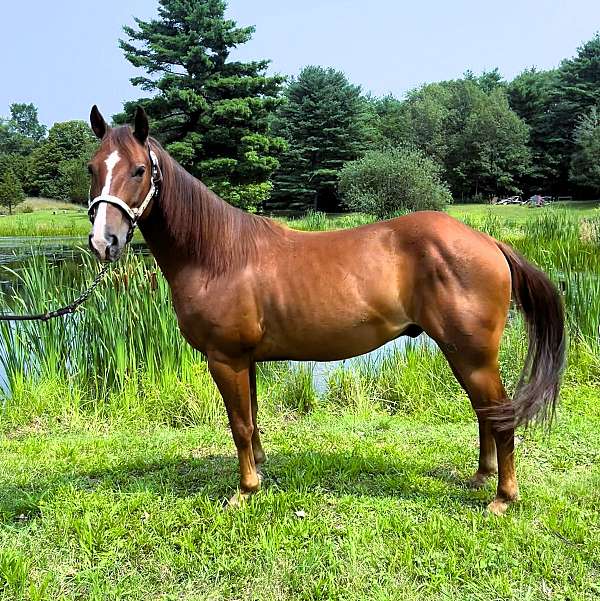 gentle-quarter-horse