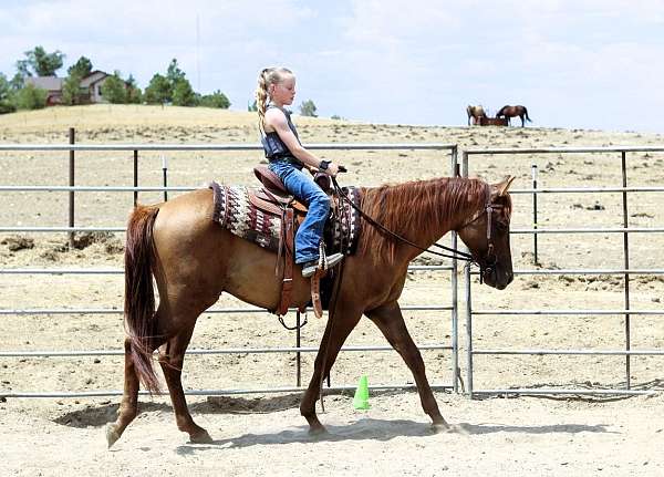 family-quarter-horse