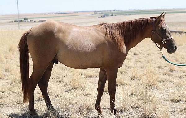 trail-quarter-horse