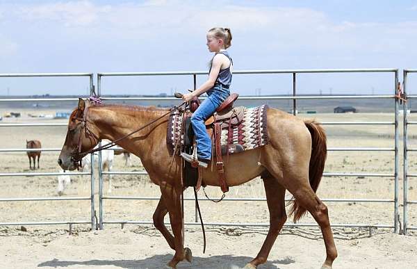 husband-safe-quarter-horse