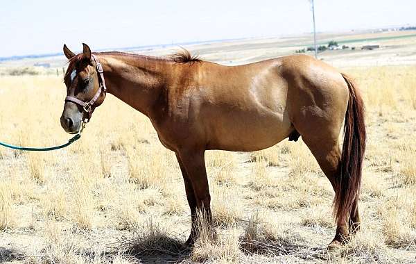 gentle-quarter-horse