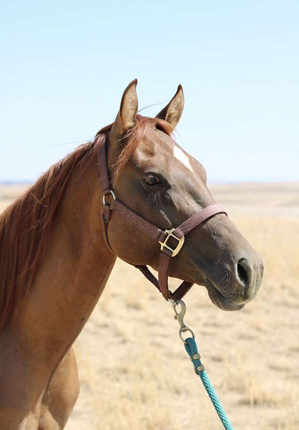 ranch-quarter-horse