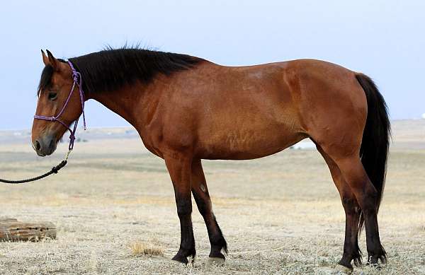 breakaway-mustang-horse