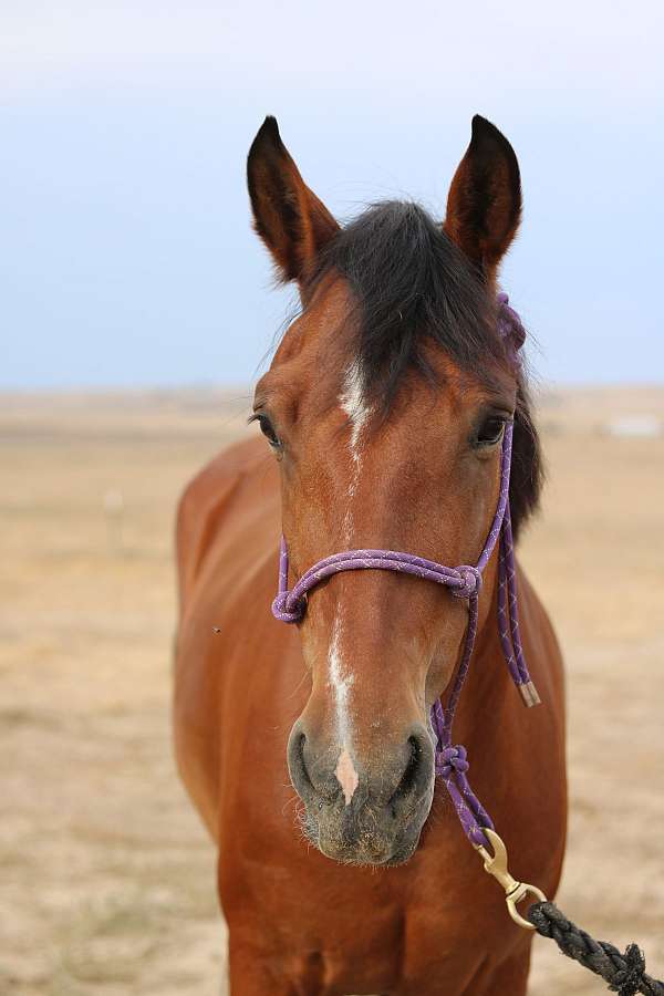 step-up-horse-mustang