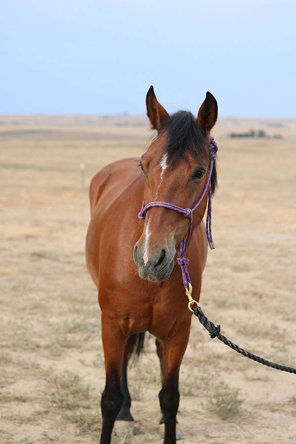 flashy-mustang-horse