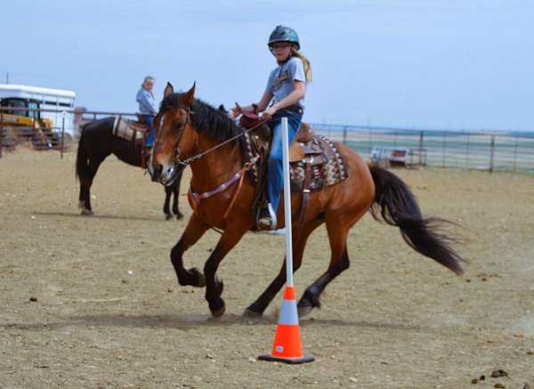 family-mustang-horse