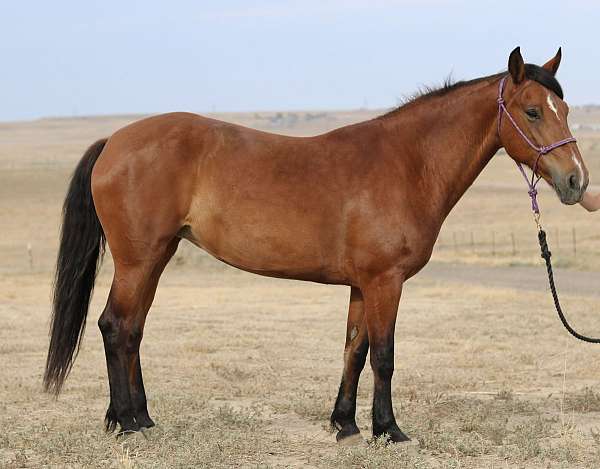 husband-safe-mustang-horse