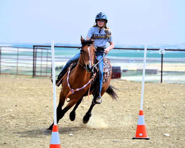 all-around-mustang-horse