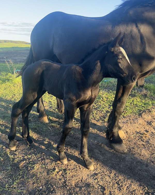 large-star-connected-snip-horse