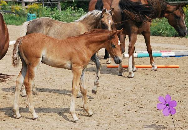 chestnut-morgan-filly