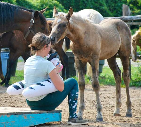 palomino-cmha-colt