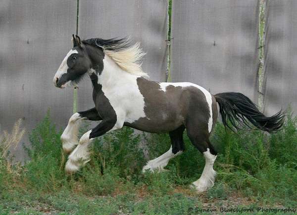 tobiano-horse