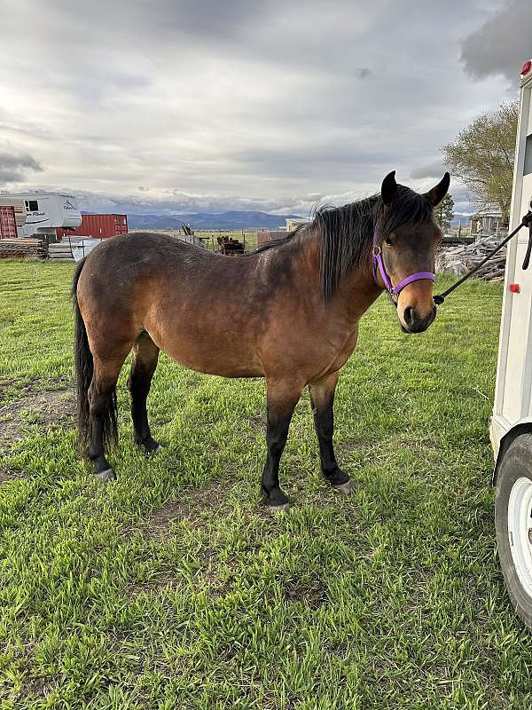 mustang-horse-for-sale