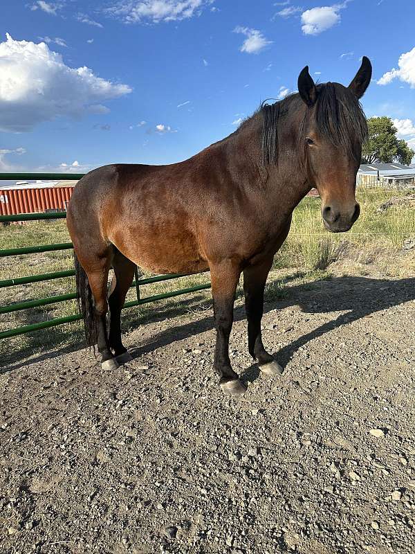 mustang-horse