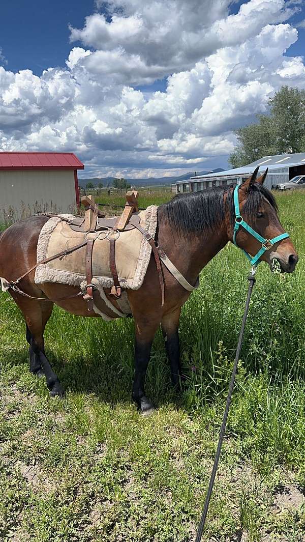 halter-trail-mustang-horse