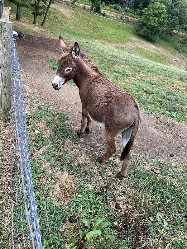 brown-donkey-gelding