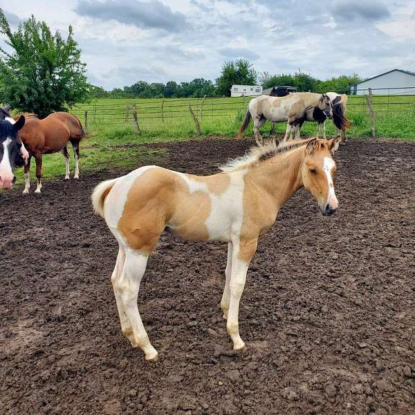 tobiano-horse