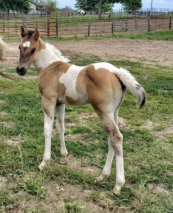 grulla-ran-horse