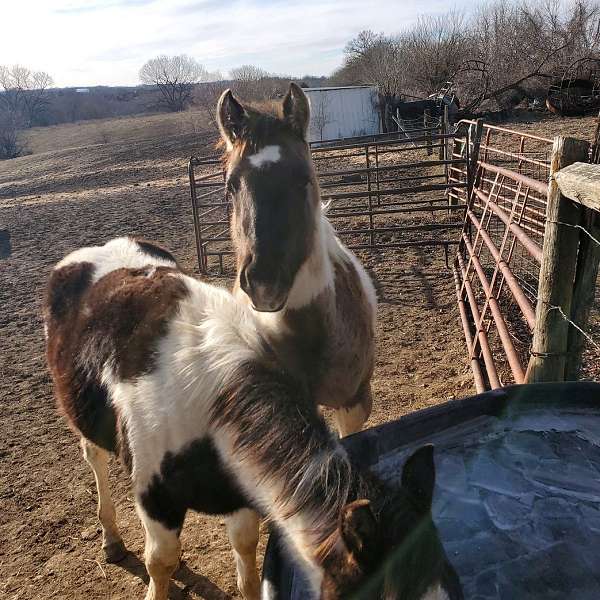 grulla-ran-horse