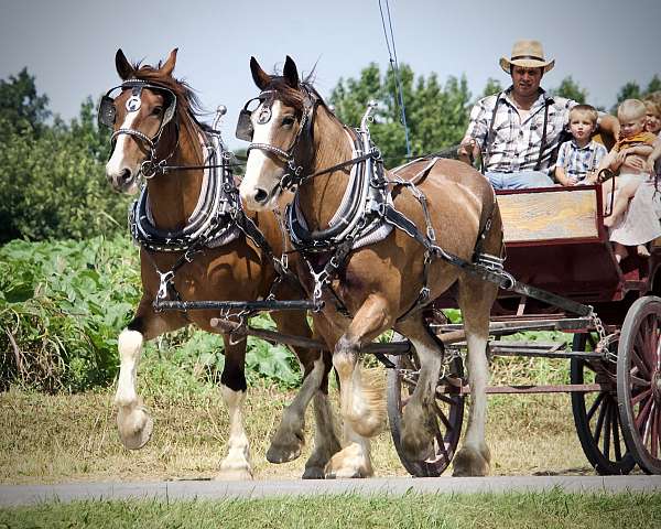 harness-horses-draft