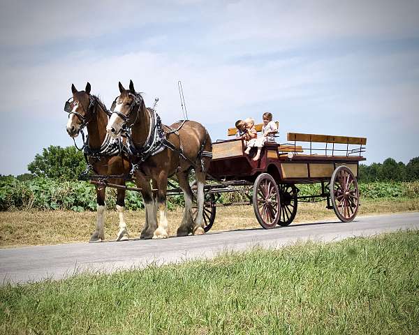 harness-horses