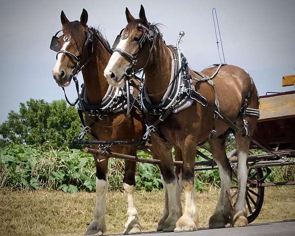 harness-horses-gelding