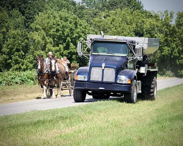 farm-gelding