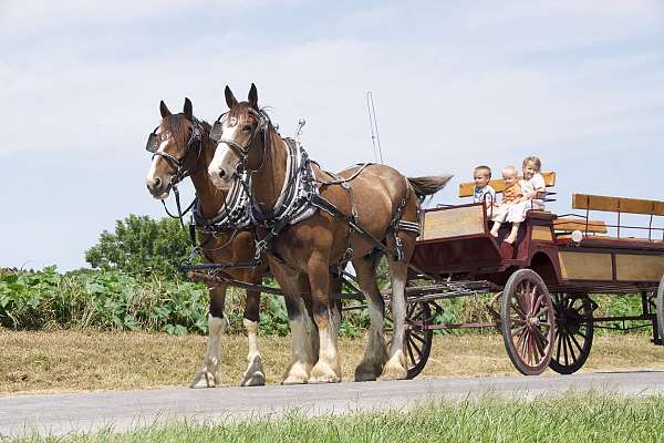 bay-see-photos-horse