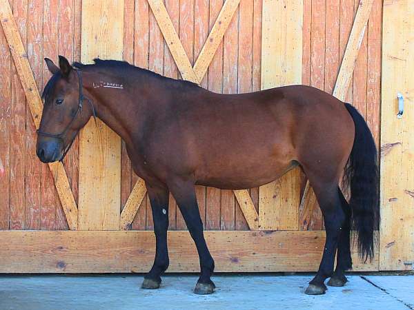 western-riding-mustang-pony