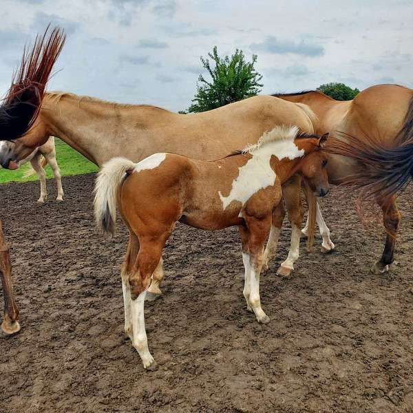 tobiano-horse