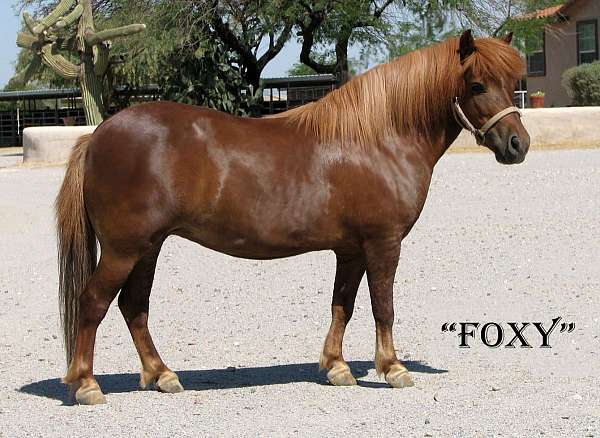 foxy-pony