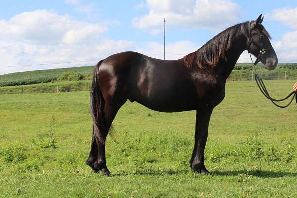 1yrold-friesian-horse