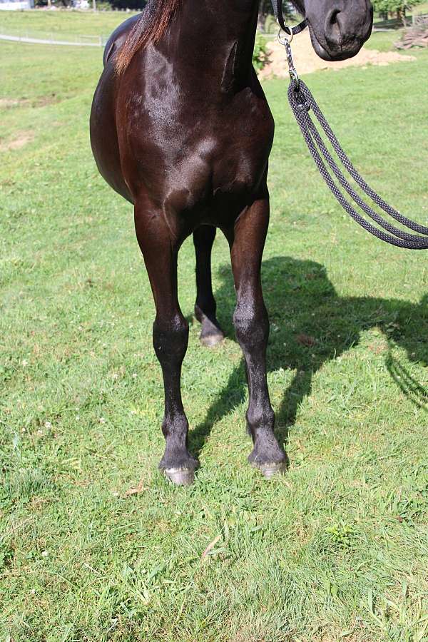 friesian-horse