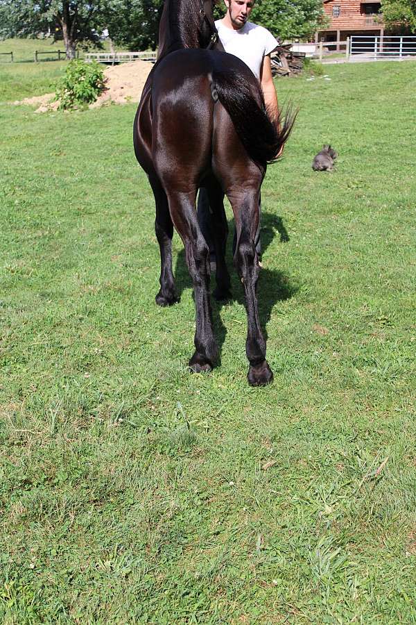 black-friesian-horse