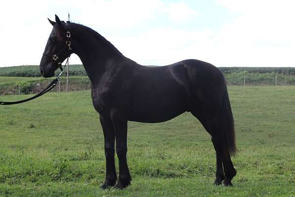 registered-friesian-horse