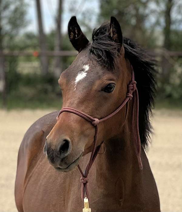 deal-half-arabian-horse