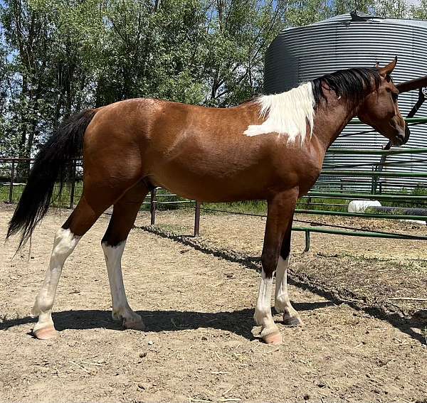 tobiano-high-whites-horse