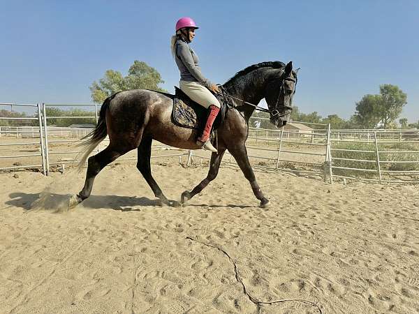 andalusian-stallion