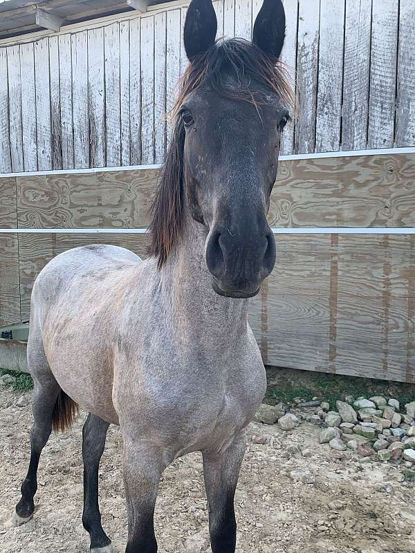 tennessee-walking-filly