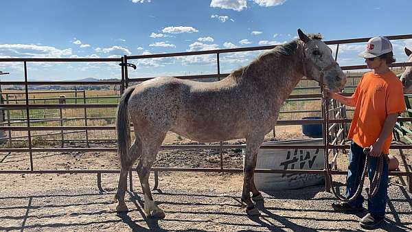 appaloosa-horse-for-sale