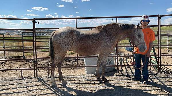 appaloosa-horse