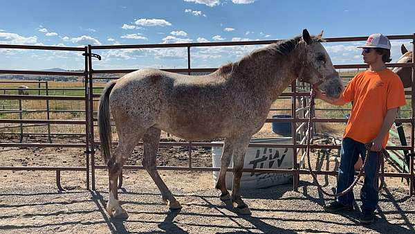 appaloosa-mare