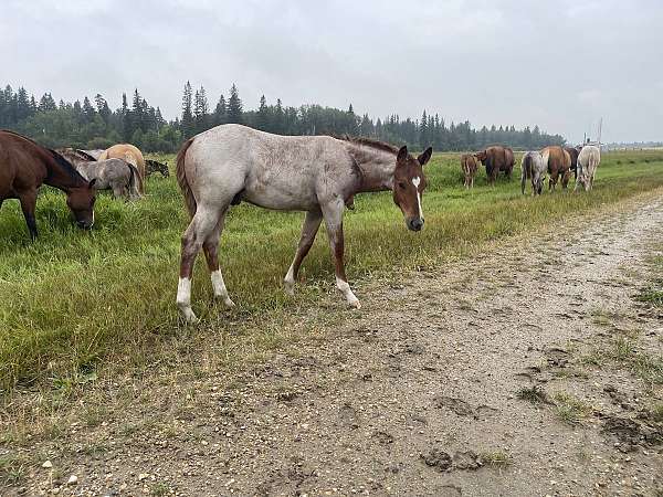 Red Roan Once in a Blu Boon Colt