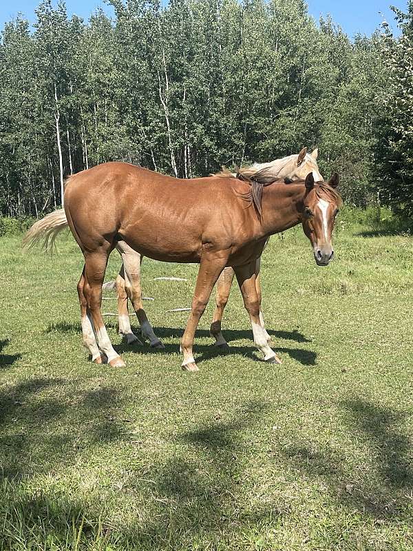 bars-gelding