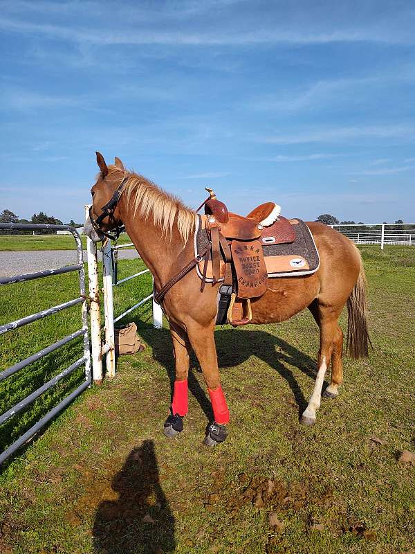 quarter-horse-filly