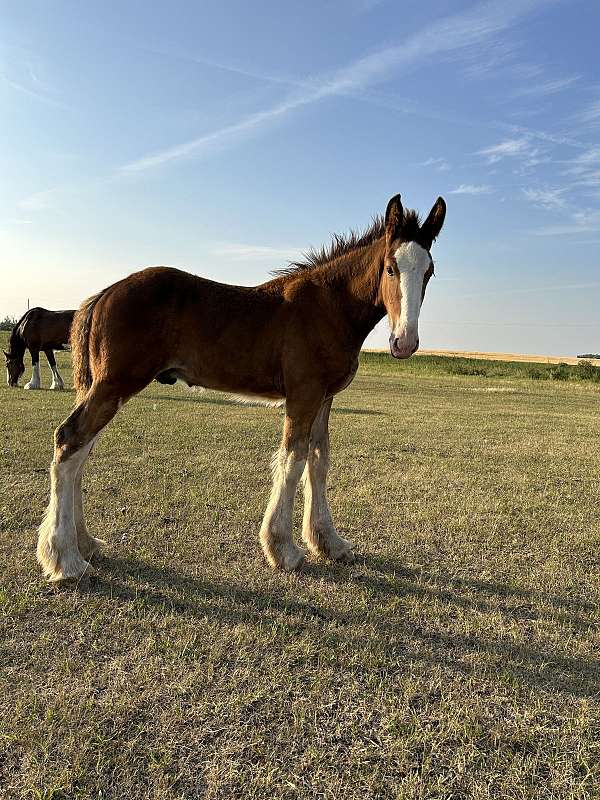 champion-stallion-clydesdale-horse