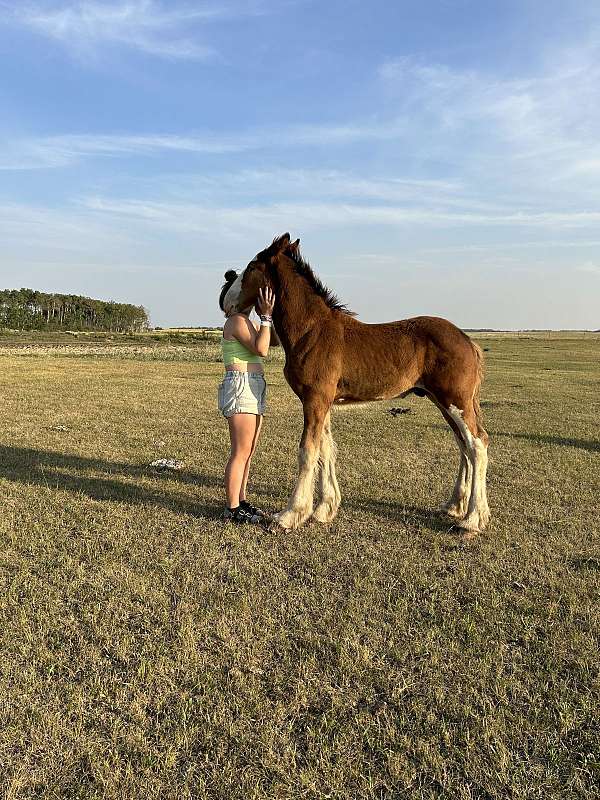 clydesdale-horse-for-sale